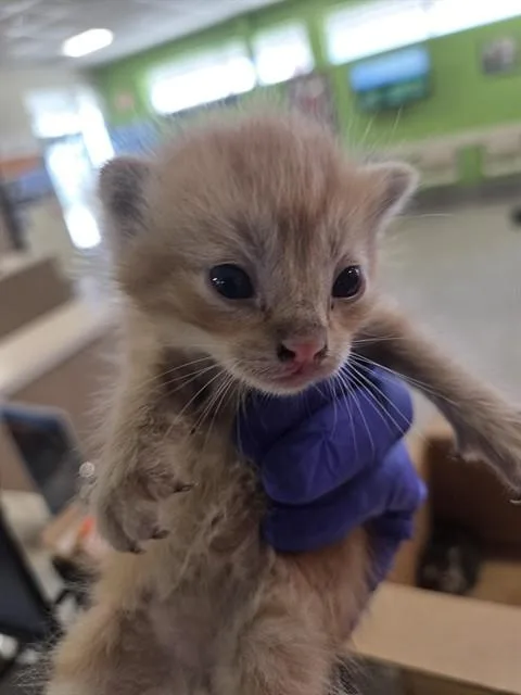 A baby small-sized male Domestic Short Hair cat named Orange Crush for adoption in Louisville, KY