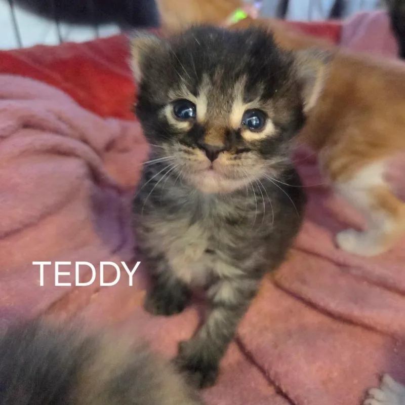 A baby small-sized male Brown / Chocolate Domestic Short Hair cat named Teddy for adoption in Long Beach, CA