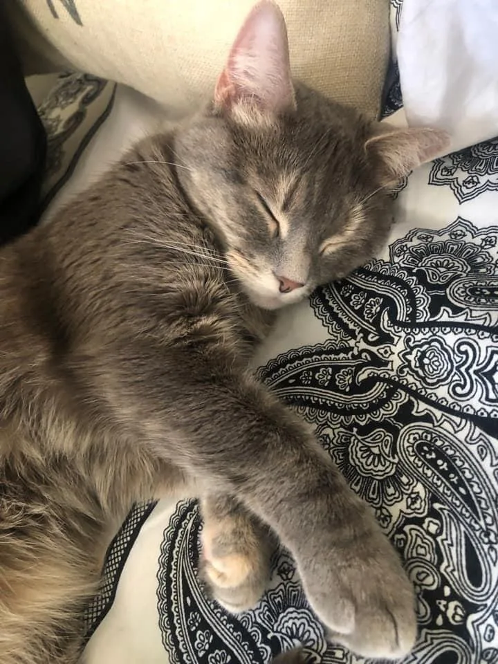 An adult medium-sized female Domestic Short Hair cat named Sicily for adoption in Long Island City, NY