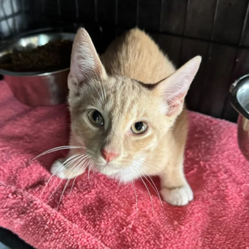 A baby small-sized male Cream / Ivory Domestic Short Hair cat named Yankee for adoption in Fredericksburg, TX