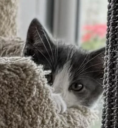 A baby small-sized male Domestic Short Hair cat named Fender for adoption in Hershey, PA