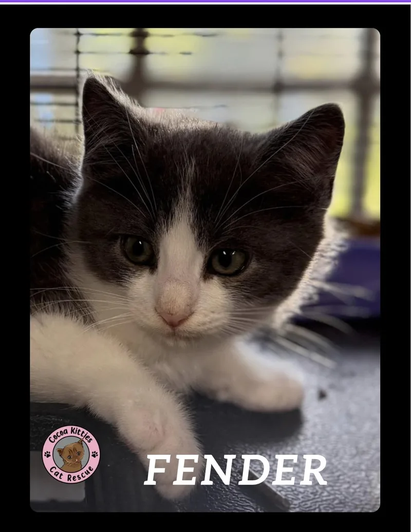 Fender thumbnail 2
