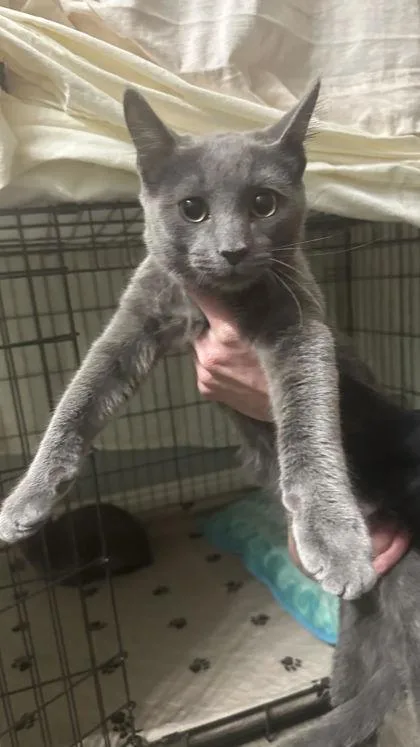 A young small-sized male Domestic Short Hair cat named Jack for adoption in Divide, CO