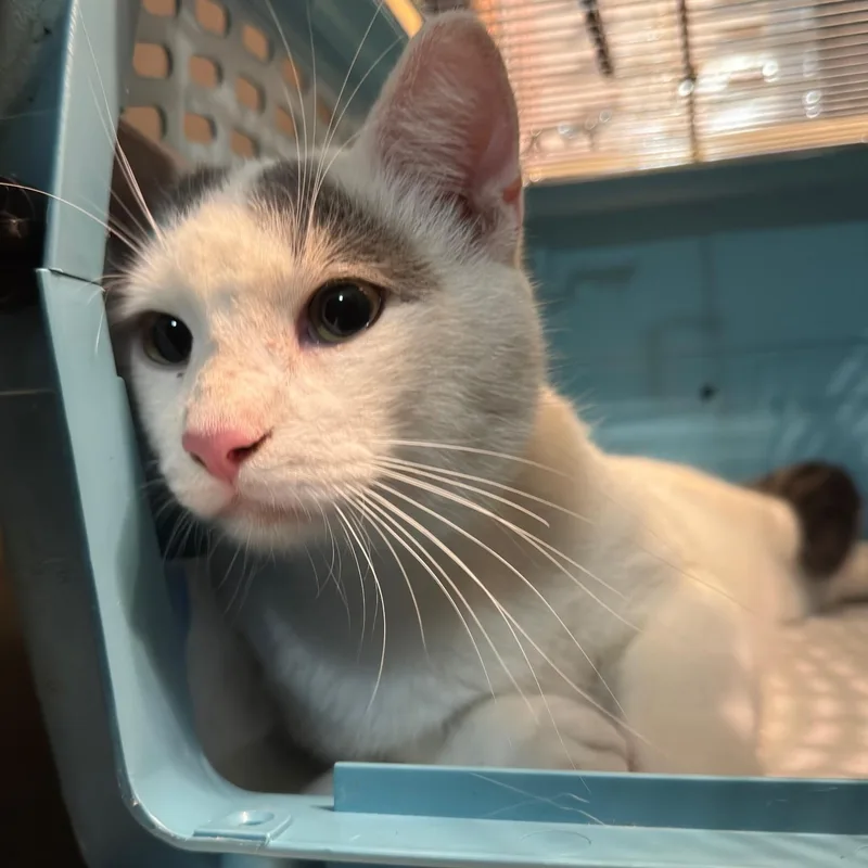 A young medium-sized male Domestic Short Hair cat named Ulysses Coming In for adoption in Clifton, NJ