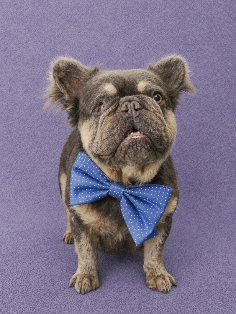 A young medium-sized male Brown / Chocolate French Bulldog dog named Fozzy Bear for adoption in Lodi, CA