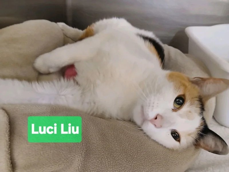 An adult medium-sized female Calico Domestic Short Hair cat named Luci Lui for adoption in Philadelphia, PA
