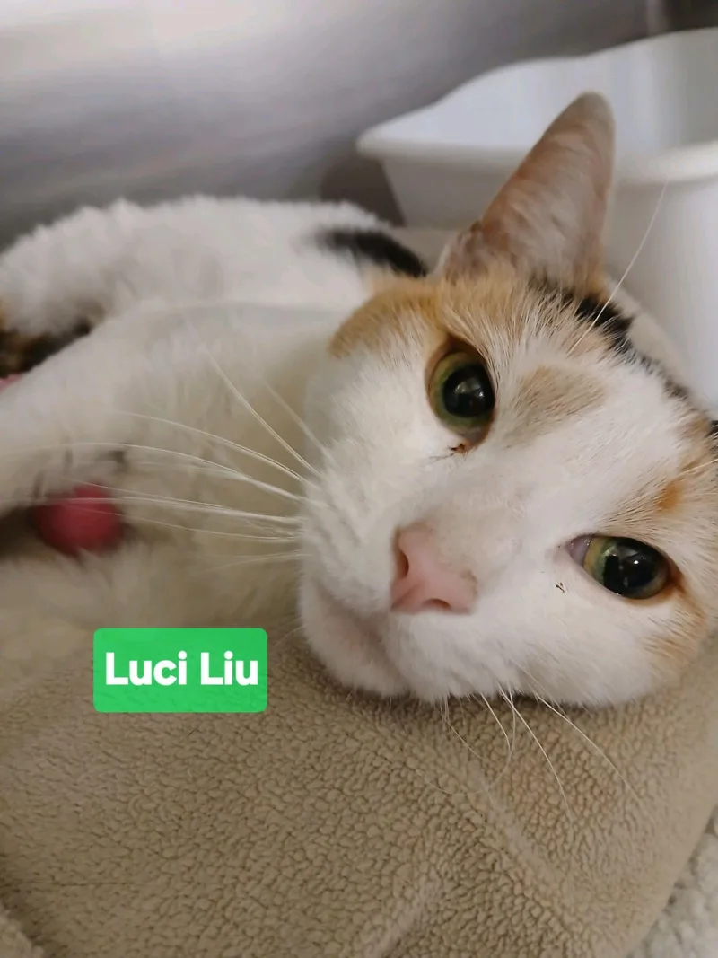 Luci Lui thumbnail 2