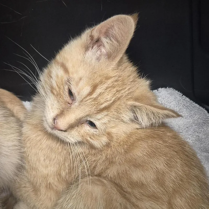 A baby small-sized male Orange / Red Domestic Short Hair cat named Prince for adoption in Tacoma, WA