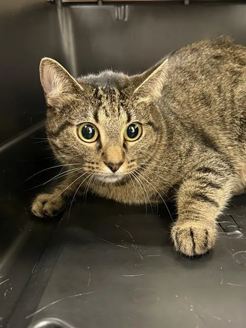 A young small-sized female Domestic Short Hair cat named Helga Pawtaki for adoption in Baytown, TX