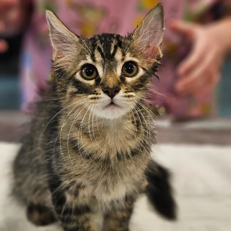 A baby small-sized female Domestic Medium Hair cat named ChopChop for adoption in Tucson, AZ