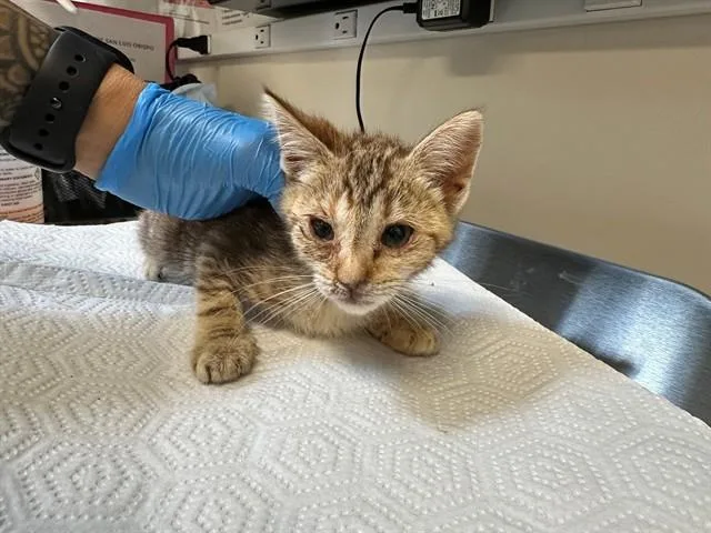 A baby small-sized female Domestic Short Hair cat named Brie for adoption in San Luis Obispo, CA