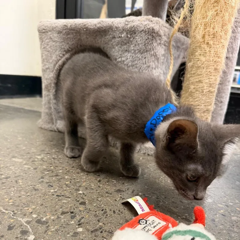 A baby small-sized male Gray / Blue / Silver Domestic Short Hair cat named Dopey for adoption in Hamburg, NY