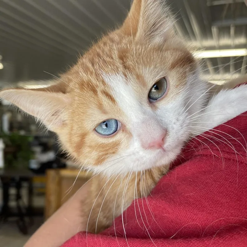 An adult small-sized male Orange / Red Domestic Short Hair cat named Jace for adoption in Spanish Fork, UT