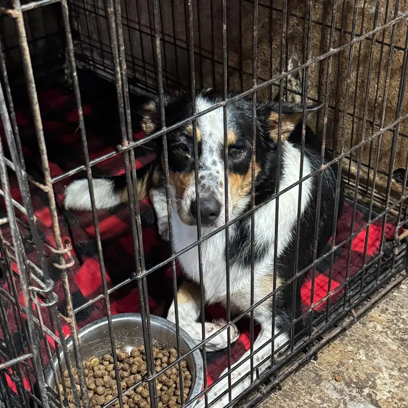 An adult medium-sized female Border Collie dog named Willow for adoption in Anahuac, TX