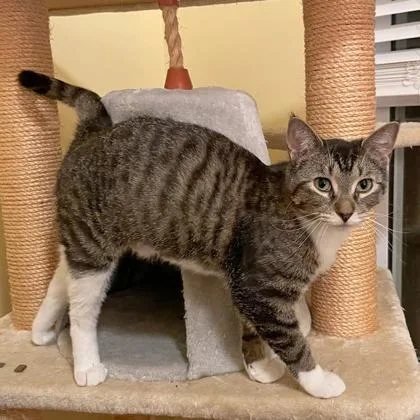 A young small-sized female Domestic Short Hair cat named Jelly for adoption in Wheaton, IL