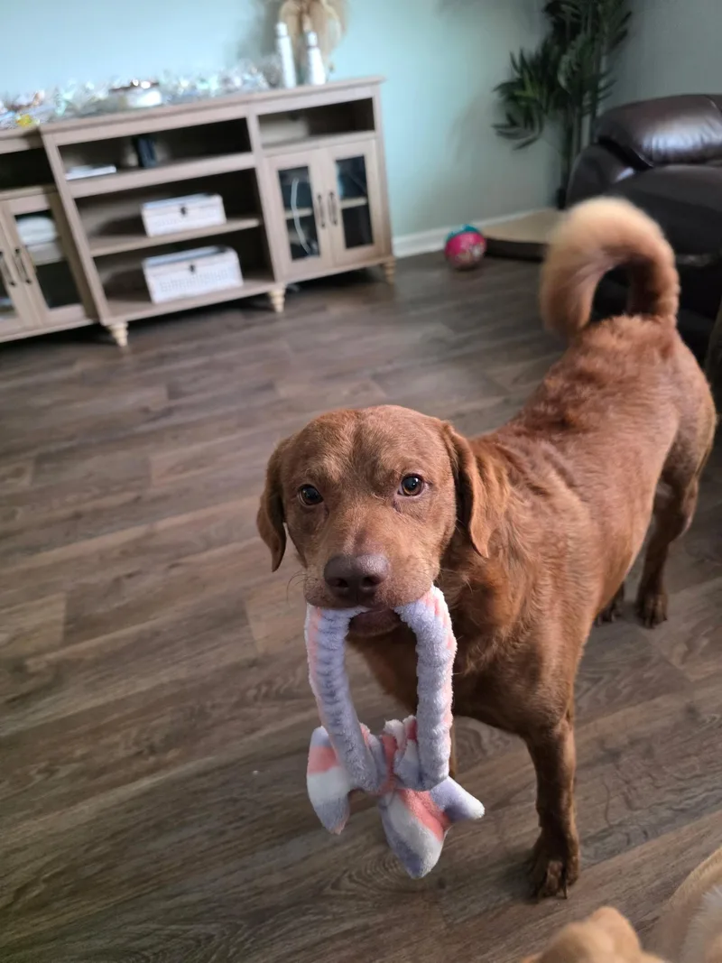 An adult medium-sized male Chesapeake Bay Retriever dog named Levi for adoption in Saint Augustine, FL