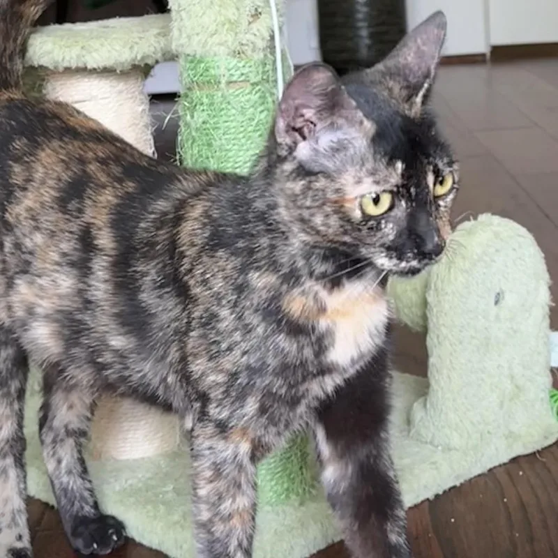 A young medium-sized female Tortoiseshell Domestic Short Hair cat named Butterfly Houston for adoption in Denver, CO