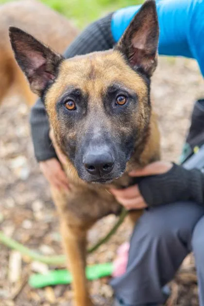 An adult extra large-sized male Mixed Breed dog named Norwell for adoption in Chamblee, GA