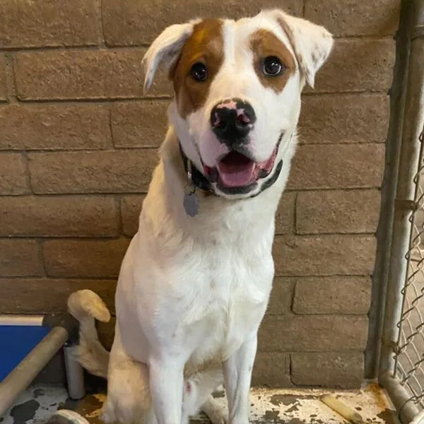A young large-sized male White / Cream Border Collie dog named Sherman for adoption in Phoenix, AZ