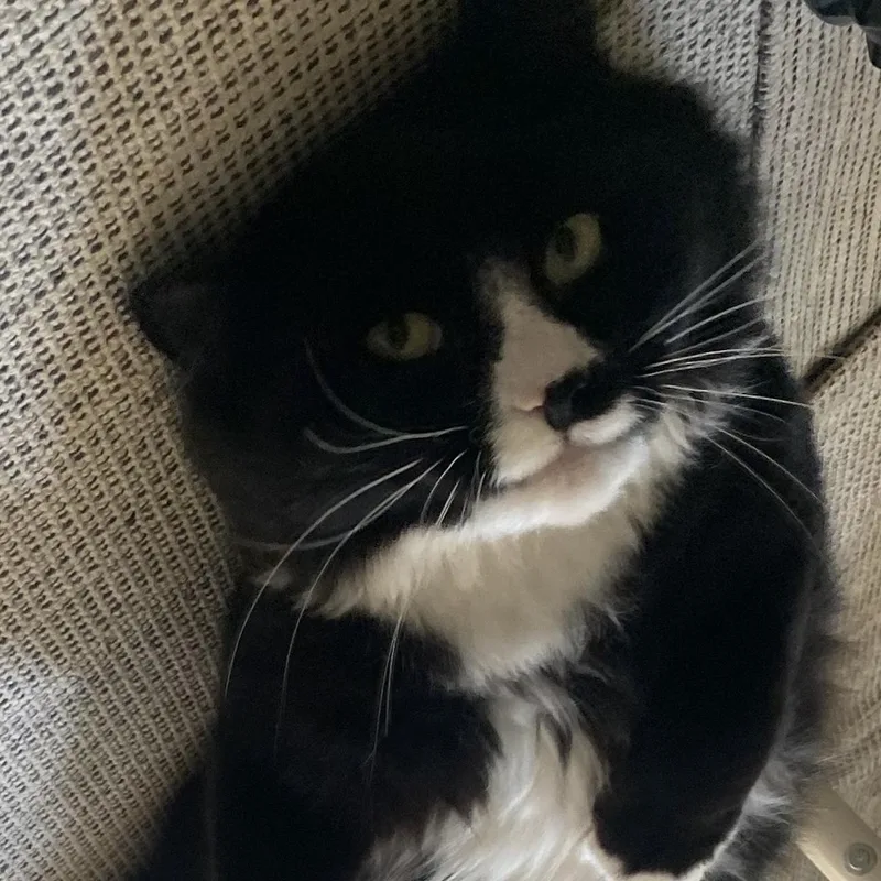 A young medium-sized male Black & White / Tuxedo Tuxedo cat named Flynn for adoption in Medford, MA