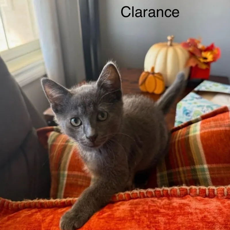 A baby medium-sized male Gray / Blue / Silver Domestic Short Hair cat named Clarance for adoption in Wyandotte, MI