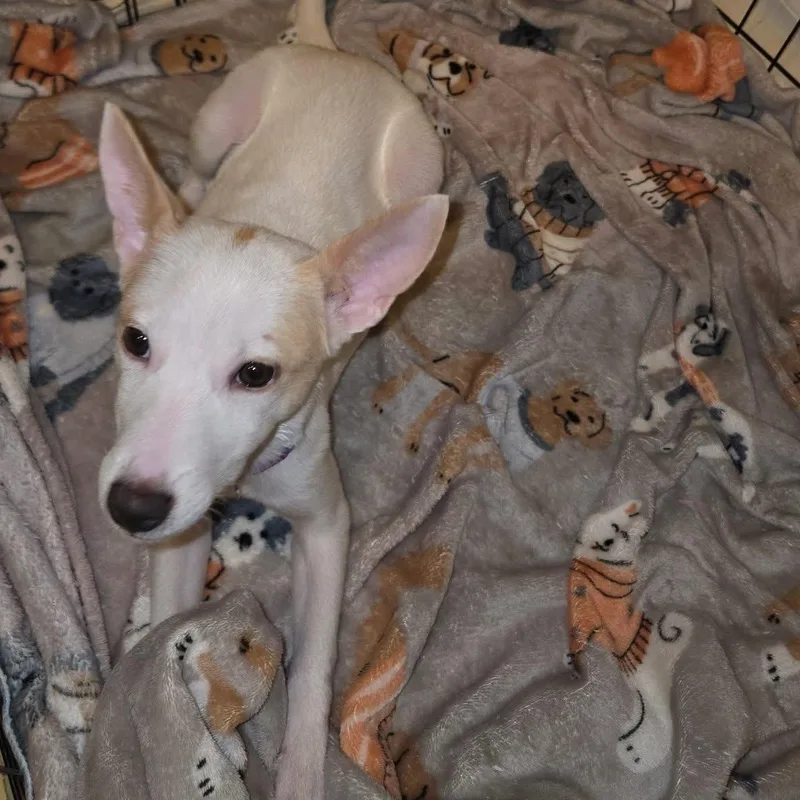 A baby small-sized female Chihuahua dog named Angelle for adoption in Walker, LA