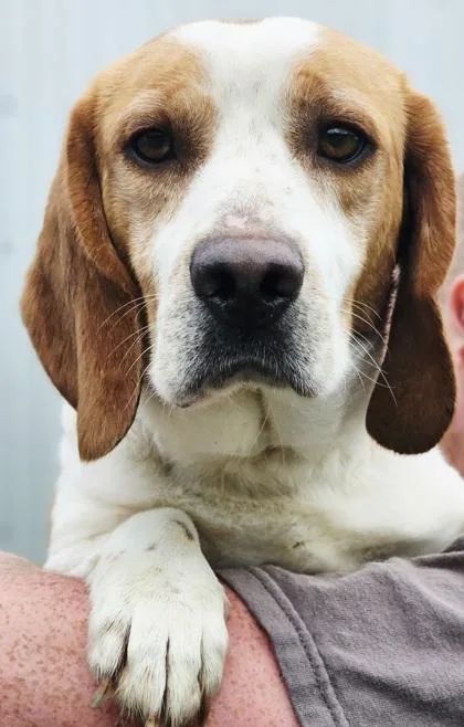 An adult medium-sized male Beagle dog named Copper for adoption in West Chester, PA