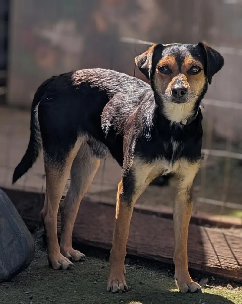 An adult small-sized male Miniature Pinscher dog named Braathen for adoption in San Diego, CA