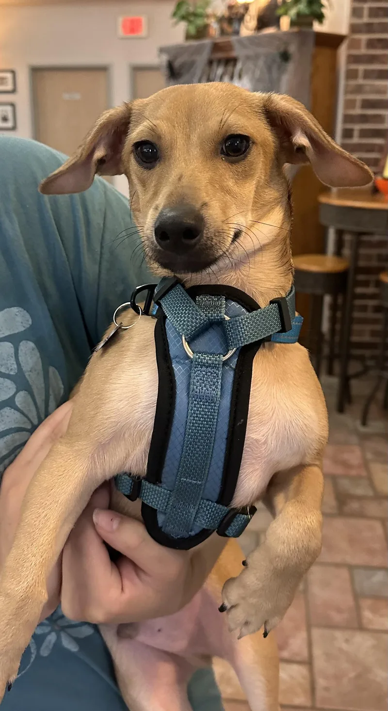 A baby small-sized male Dachshund dog named Pretzel for adoption in Southlake, TX