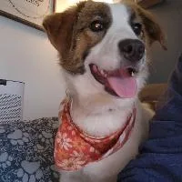 A young medium-sized female Hound dog named Charlie for adoption in Monticello, NY