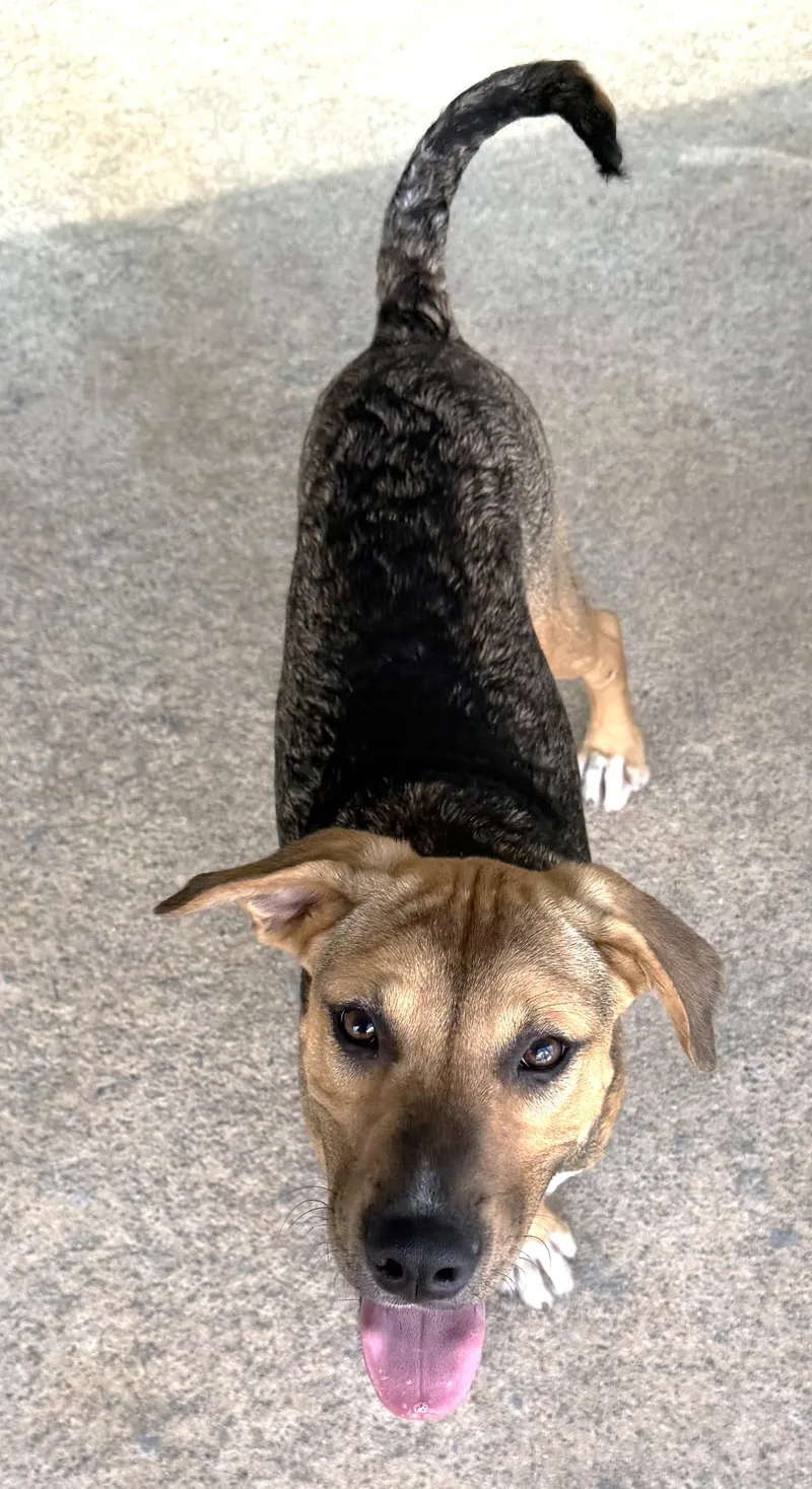 A young medium-sized male Shepherd dog named Cyprus for adoption in Carrollton, GA