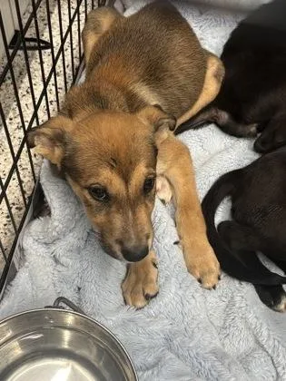 A baby small-sized male Mixed Breed dog named Mingming for adoption in Atlanta, GA