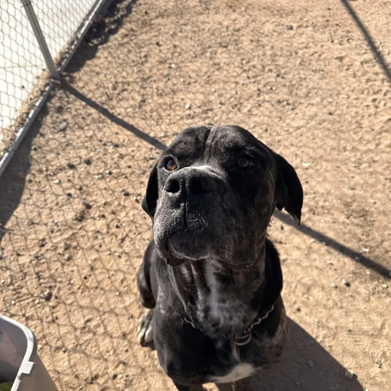 A young extra large-sized male Great Dane dog named Bane for adoption in Claremont, CA