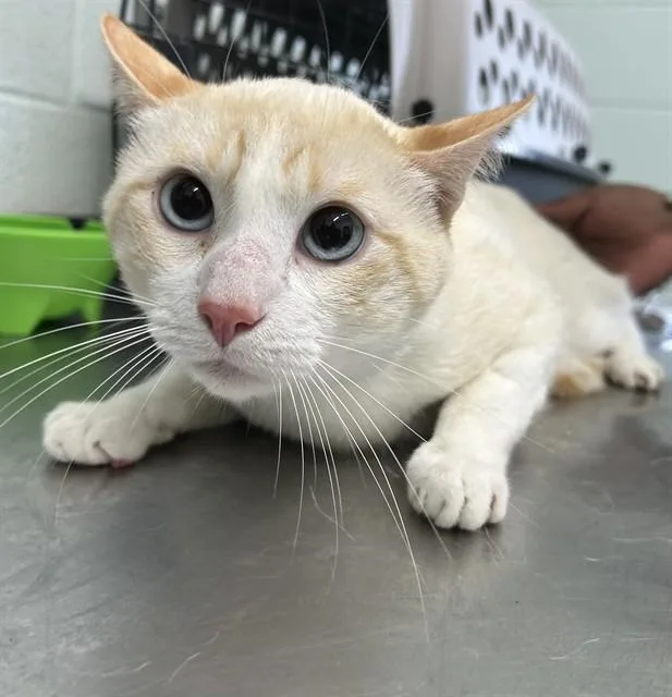 A young medium-sized male Domestic Short Hair cat named Whitey for adoption in Corpus Christi, TX