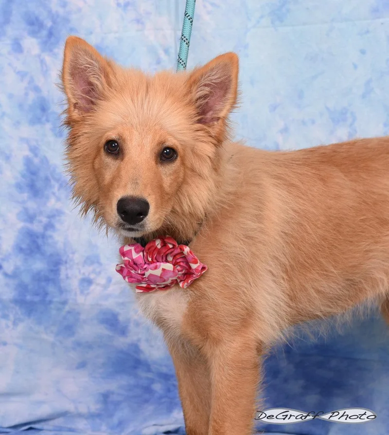 A young large-sized female Shepherd dog named Steppenwolf for adoption in Pittsboro, NC