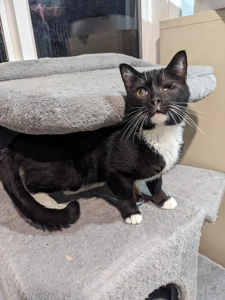 An adult medium-sized male Black & White / Tuxedo Domestic Short Hair cat named Fozzy for adoption in Lewisburg, TN