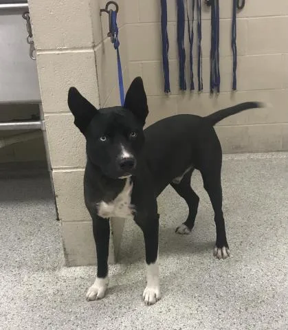 A young large-sized male Pit Bull Terrier dog named A for adoption in Conroe, TX