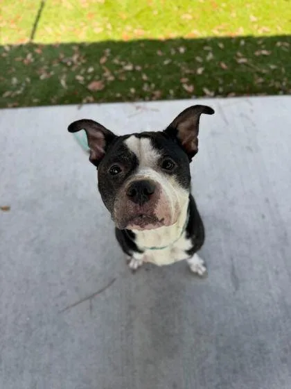 An adult large-sized male American Staffordshire Terrier dog named Pressure for adoption in Daytona Beach, FL