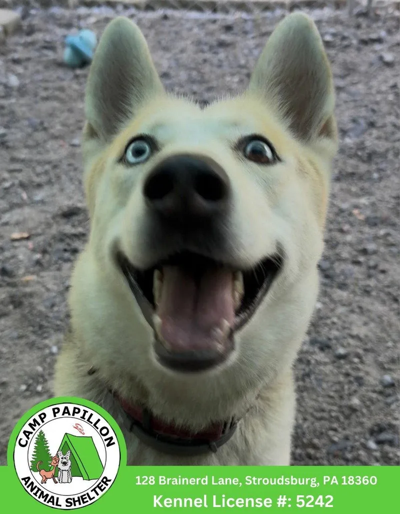 A young medium-sized female Husky dog named Nova for adoption in Stroudsburg, PA