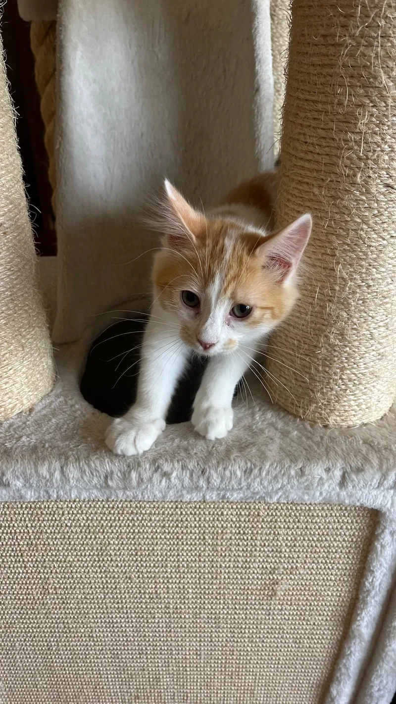 A baby small-sized male Orange & White Domestic Long Hair cat named Pumpernickel for adoption in San Francisco, CA
