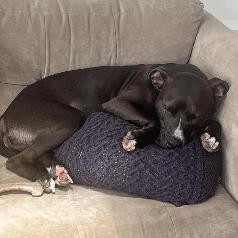 An adult medium-sized male Black Pit Bull Terrier dog named Marley for adoption in Fairfax, VA