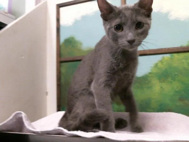 A baby small-sized male Domestic Short Hair cat named Atlas for adoption in Houston, TX