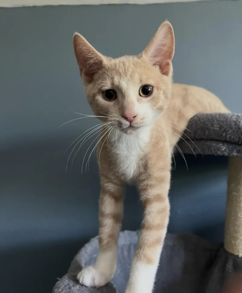 A baby small-sized male Buff / Tan / Fawn Tabby cat named Nala and Pumbaa for adoption in Bronx, NY