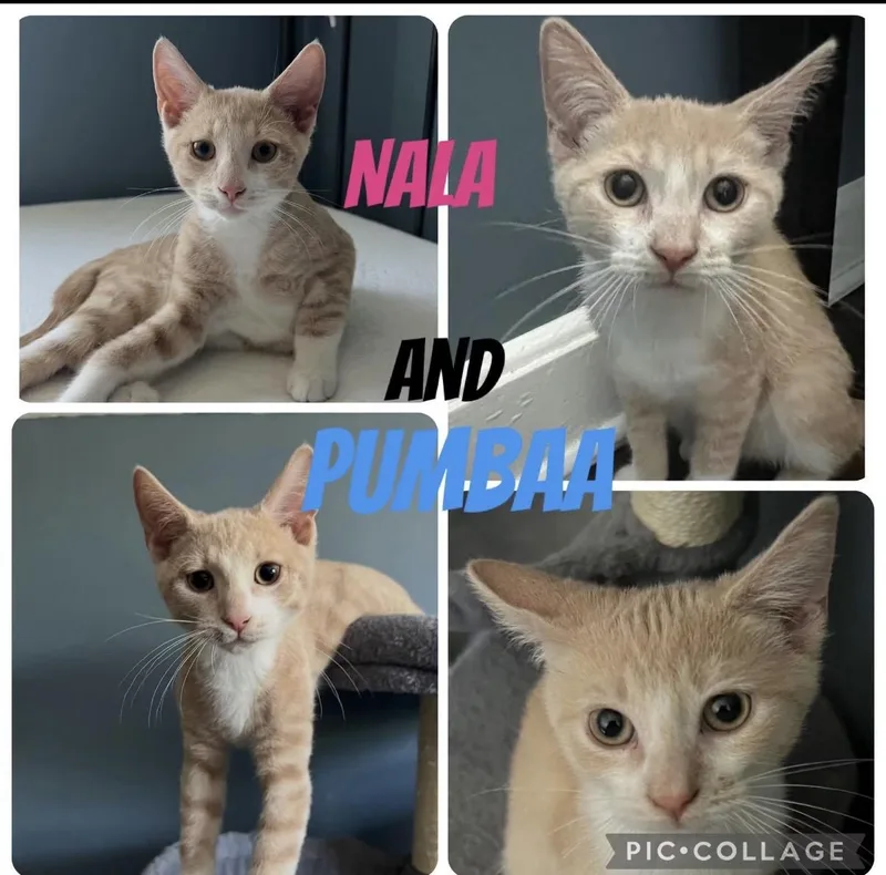 Nala and Pumbaa thumbnail 4