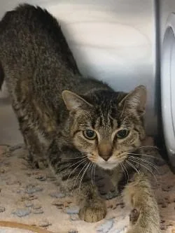 A baby small-sized female Domestic Short Hair cat named Missy for adoption in Grand Forks, ND