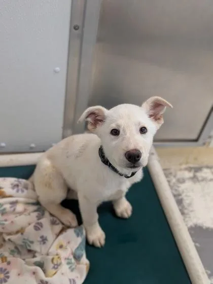 Hyacinth thumbnail 2