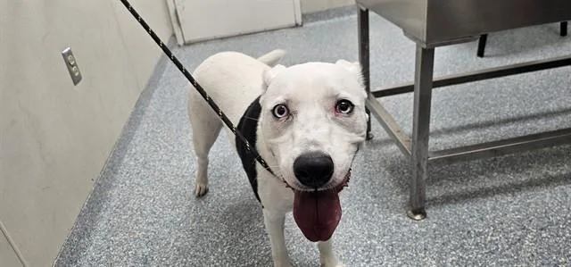 A young large-sized female American Staffordshire Terrier dog named Suga Mamma for adoption in Garland, TX