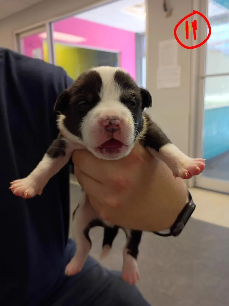 GiGi thumbnail 2