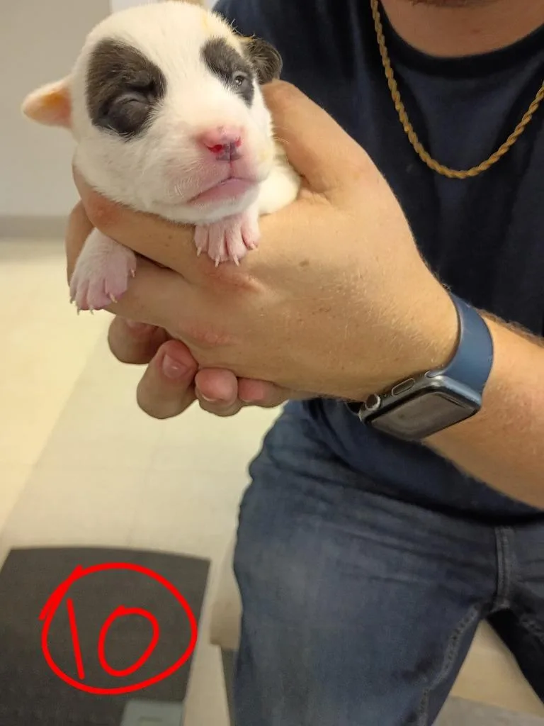 GiGi thumbnail 3