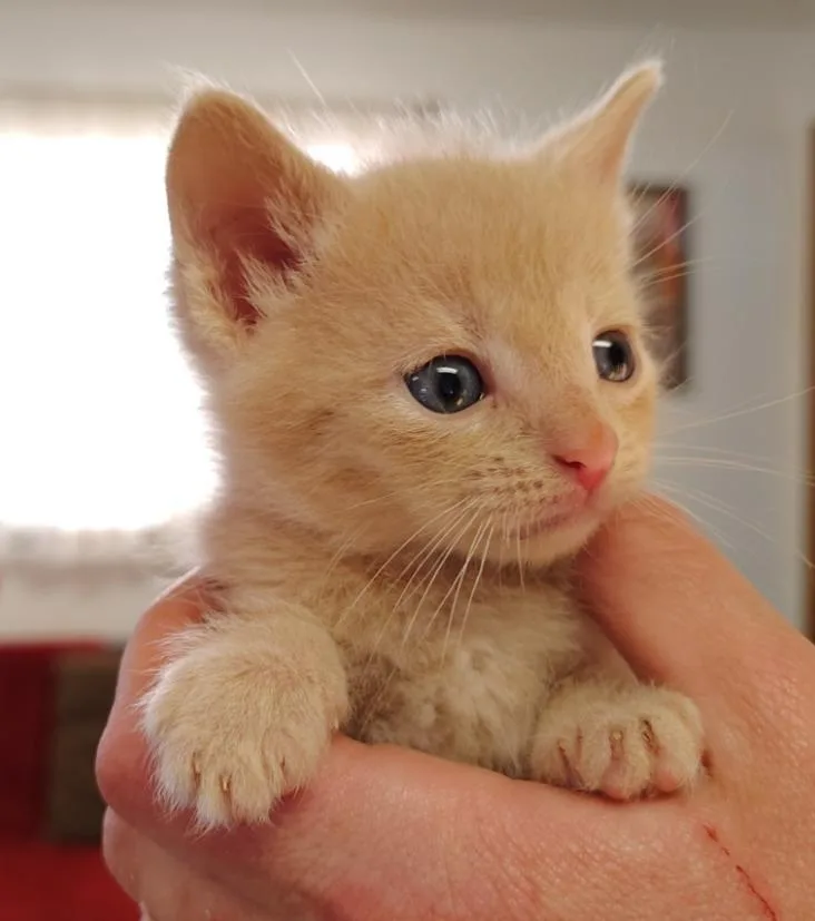 A young small-sized male Buff / Tan / Fawn Domestic Short Hair cat named Leon for adoption in Indiana, PA